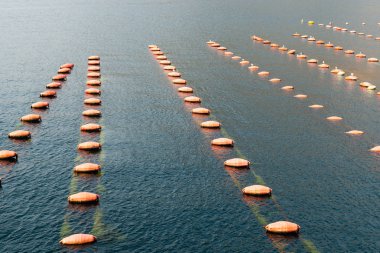 Midye çiftlik. Balık yetiştiriciliği deniz, Karadağ. 