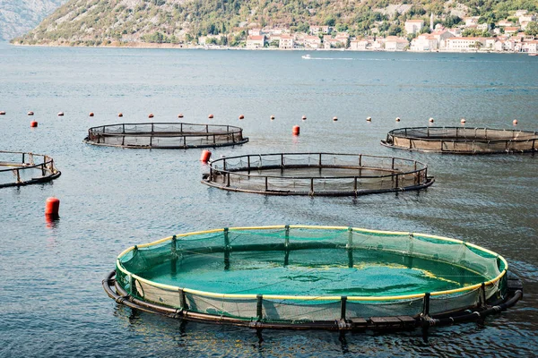Gabbie Acquacoltura Piscicoltura Sul Mare Montenegro — Foto Stock