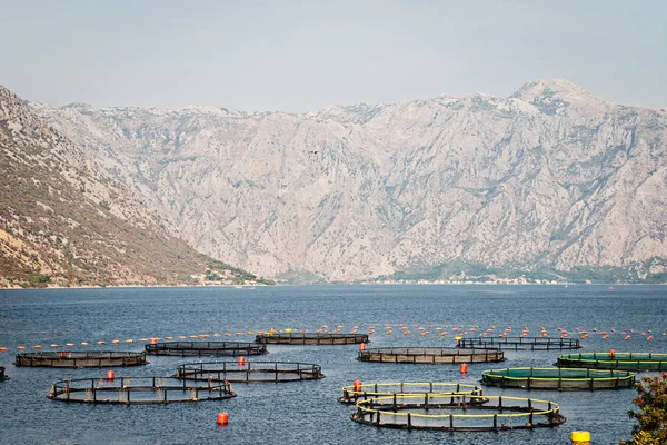 Gabbie Acquacoltura Piscicoltura Sul Mare Montenegro — Foto Stock