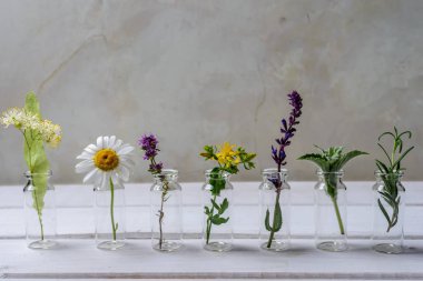 Alternatif Tıp ve aromaterapi için taze otlar farklı türleri. Papatya, biberiye, nane, adaçayı, ıhlamur, kekik ve Saint-John's-wor ile uçucu yağ şişe
