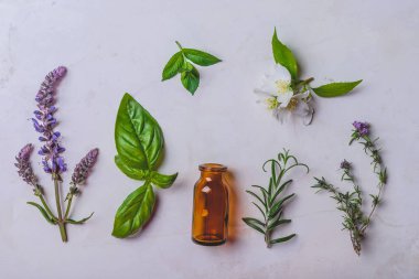 Farklı taze otlar için alternatif tıp ve aromaterapi beyaz arka planda, üstten görünüm