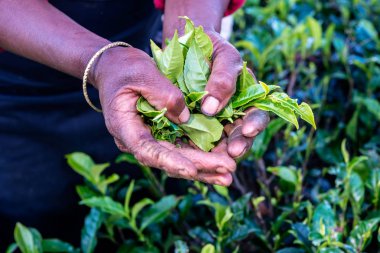 yeşil çay tutan kadın el yaprakları çay plantasyon içinde Sri Lanka 
