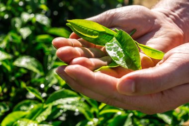 Taze çay holding eller yaprakları çay plantasyon, Sri Lanka