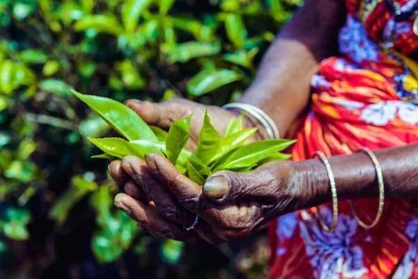Mano Mujer Sosteniendo Hojas Verde Una Plantación Sri Lanka —  Fotos de Stock