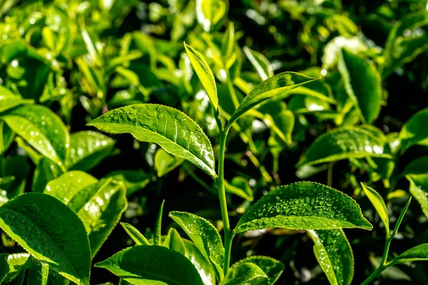 Verde Foglie Fresche Con Gocce Acqua Piantagioni Sri Lanka Sfondo — Foto Stock