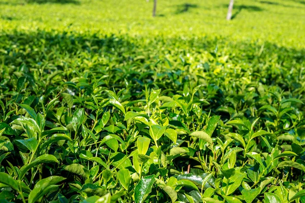 Verde Hojas Frescas Con Gotas Agua Plantaciones Sri Lanka Fondo —  Fotos de Stock