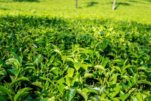 Thé Vert Feuilles Fraîches Avec Des Gouttes Eau Plantes Thé — Photo