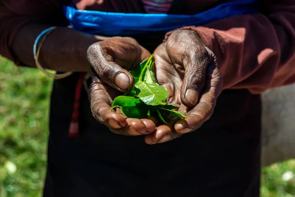 Hands Holding Fresh Tea Leaves Tea Plantation Sri Lanka — Stock Photo, Image