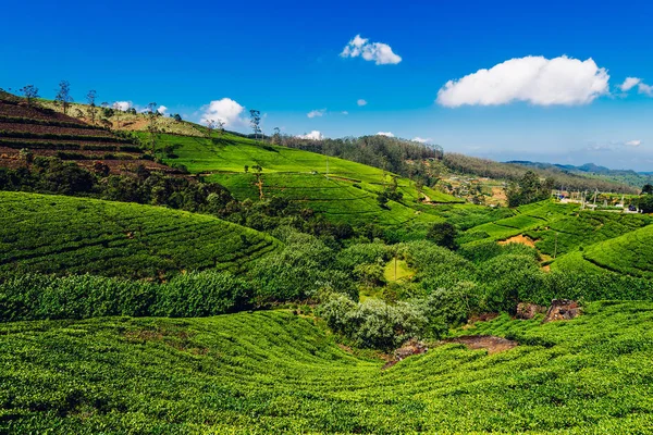 Tea Plantation Sri Lanka Nature Background — Stock Photo, Image