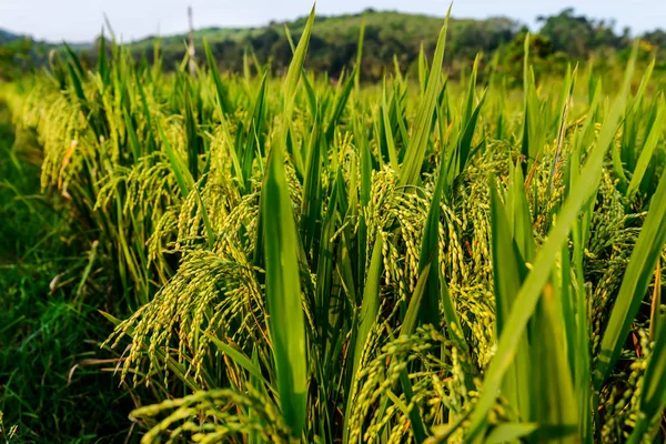 Green Rice Field Close — Stock Photo, Image