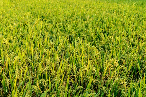 Svěží Zelená Rýže Plantáž Asie — Stock fotografie