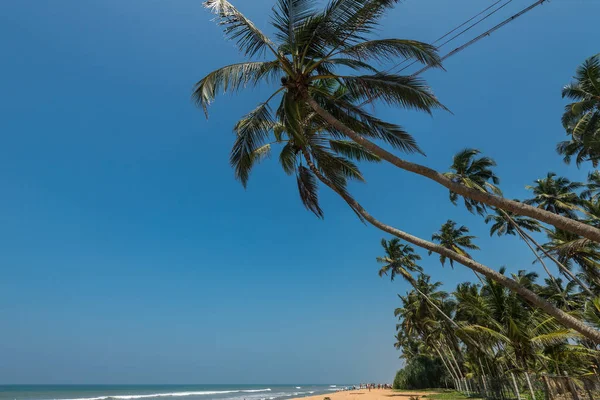 Praia Com Palmeiras Sri Lanka — Fotografia de Stock