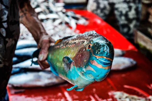 Pesce Pappagallo Azzurro Vendita Mercato Frutti Mare Sri Lanka — Foto Stock