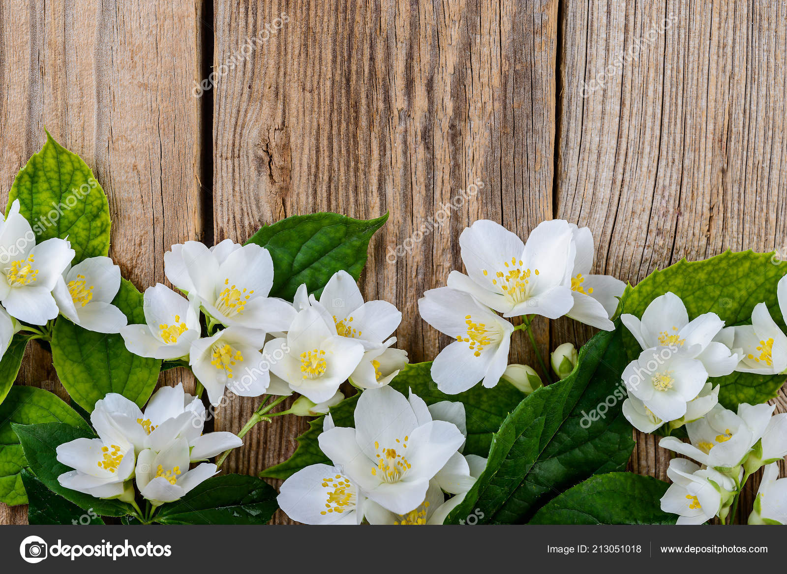 Jasmin Fleurs De Jasmin Photographie Olenapavlovich