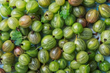 Taze bektaşi üzümü, yaz meyvesi arka planı.,