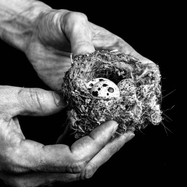 Kuşlar karanlık bir arka plan üzerinde bir elinde minik yumurta ile iç içe. Siyah ve beyaz.