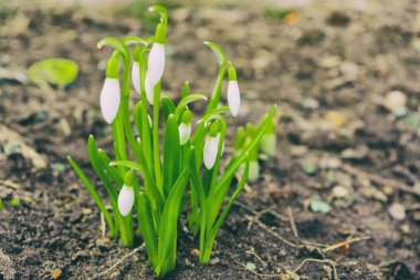 Kardelen bahar çiçekleri. Hassas kardelen çiçek kış gidiyor ve biz-si olmak daha sıcak kez önde anlattıklarını bahar sembolleri biridir. Taze yeşil beyaz kardelen çiçekleri de tamamlayan.