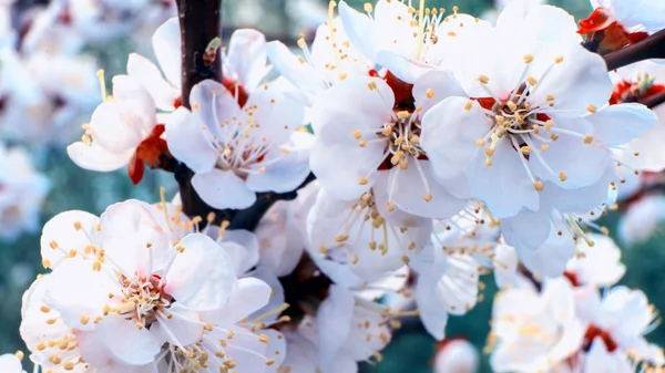 Frühlingsblumenkonzept. volle Blüte des Aprikosenbaumes. schöne Blume auf abstraktem, verschwommenem Hintergrund. Nahaufnahme mit sanftem selektivem Fokus. — Stockfoto