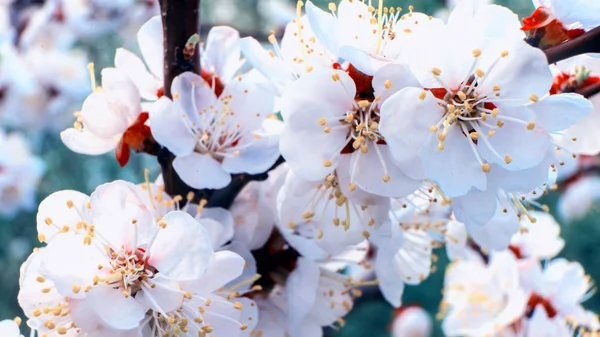 Concetto floreale di primavera. Piena fioritura di albicocca. Bellissimo fiore su uno sfondo sfocato astratto. Primo piano con soft focus selettivo . — Foto Stock