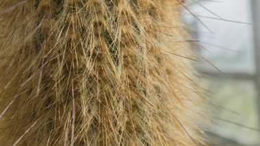 Botanik bahçesinde uzun, yün benzeri iğneler ile kaktüs.