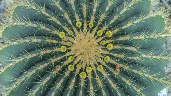 Kugelförmiger grüner Kaktus mit gelber Mitte. Kakteengarten von oben, Mittelpunkt. Nahaufnahme von oben. — Stockfoto
