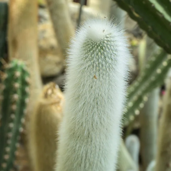 Cacto branco plantado em um jardim botânico . — Fotografia de Stock