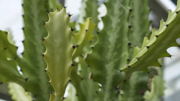 Cactus verde plantado en un jardín botánico. De cerca. . — Foto de Stock