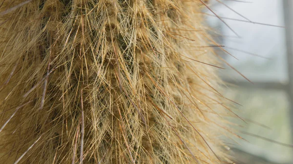 Kaktusy z długimi wełnianą igłą w ogrodzie botanicznym. — Zdjęcie stockowe