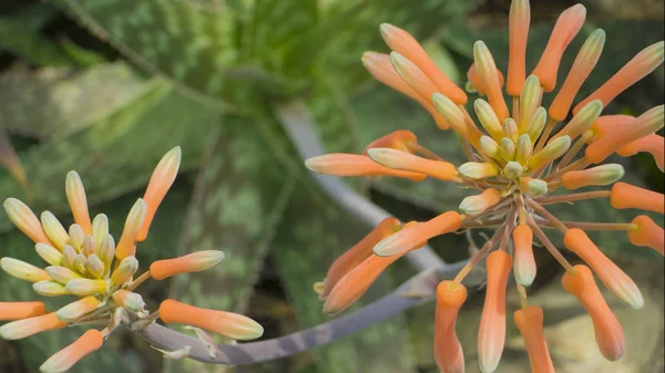 Beautiful blooming wild desert cactus flower. Close up. — Stock Photo, Image