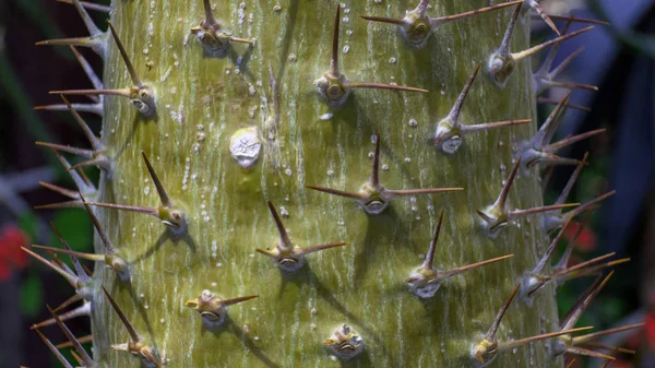 Cactus à fût unique, planté dans un jardin botanique. Gros plan . — Photo
