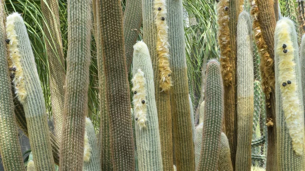 Många kaktus stammen planterade i en botanisk trädgård. — Stockfoto