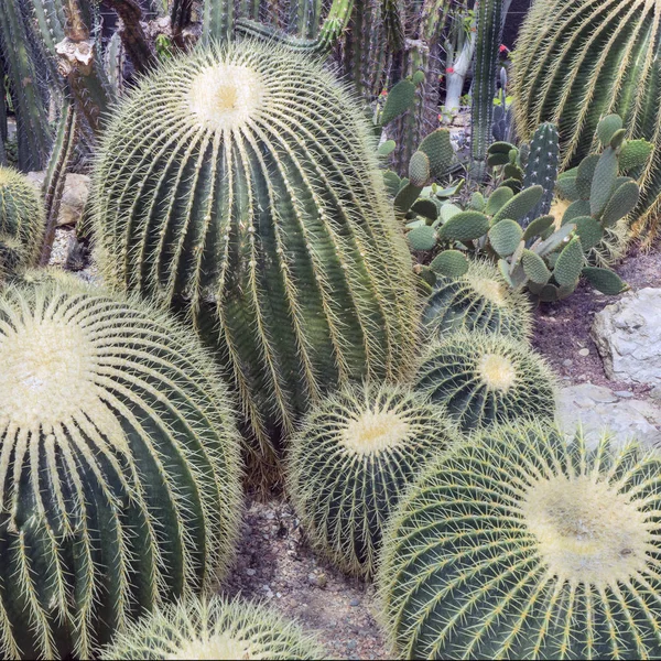 Viele Kakteenstämme in einem botanischen Garten gepflanzt. — Stockfoto