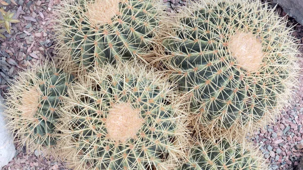 Natural texture many small green cactus. close up. — Stock Photo, Image