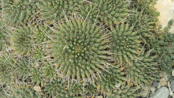 Natural texture many small green cactus. close up. — Stock Photo, Image