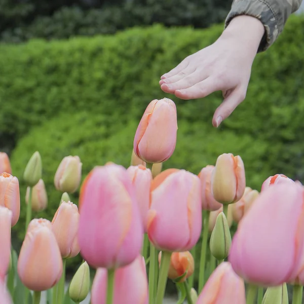 Zbliżenie dłoni kobiecej, osiągając dotknąć czerwony tulipan na wiosnę — Zdjęcie stockowe