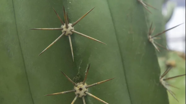 Nahaufnahme von grünem Kaktus als Hintergrund von oben, Textur — Stockfoto