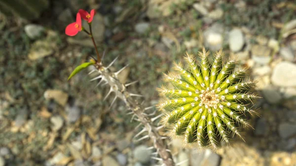 Vista superior de cactus de bola dorada Echinocactus grusonii — Foto de Stock