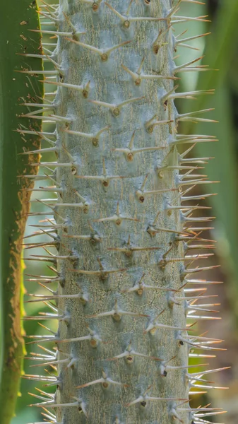 Einzelner Fasskaktus, gepflanzt in einem botanischen Garten. Nahaufnahme. — Stockfoto