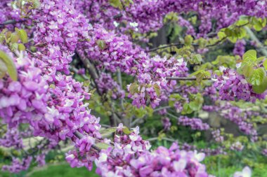 pembe sakura gür dalları. Erken ilkbaharda sakura çiçek ilk fotoğrafları.