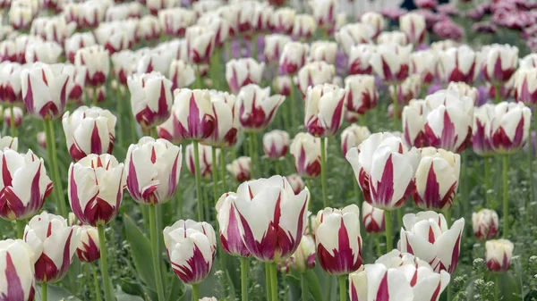 Piękne tulipany w ogrodzie. Backgraund, tekstura. Wiosna. — Zdjęcie stockowe
