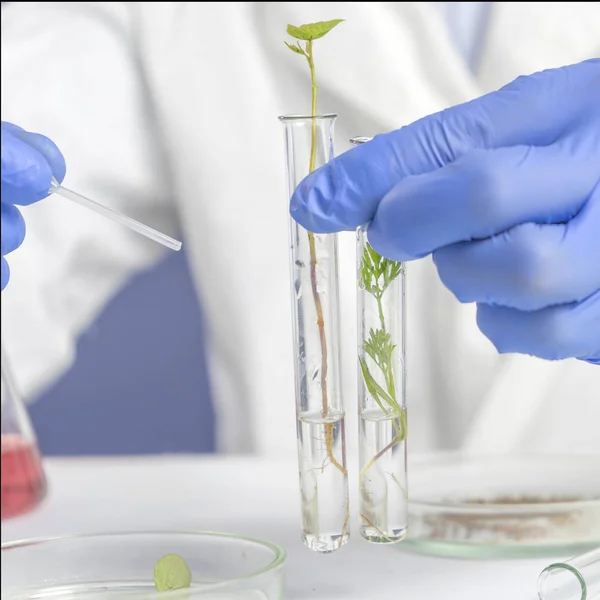 Scientist chemist working in lab to cannabis research. Man holding two test tube with leaves. Close up. — Stock Photo, Image