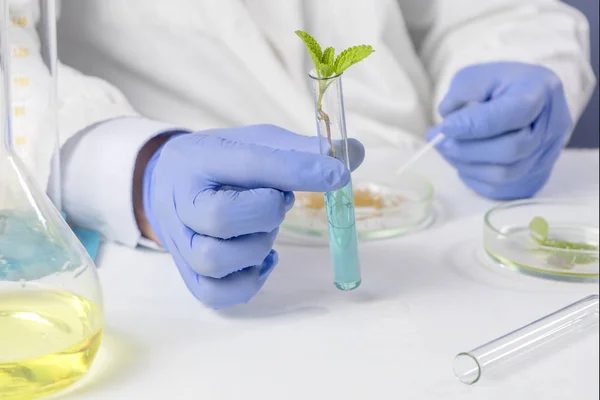 Test tüpünü yapraklarla tutan adam. bir laboratuvarda