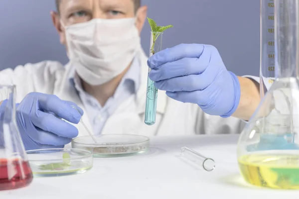 Вчений тримає зразки нових рослин суперросту — стокове фото