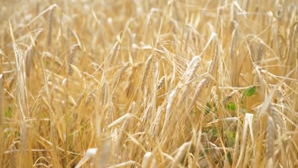 Campo de trigo. espigas doradas de trigo en el campo. El fondo de las espigas que maduran del campo de trigo del prado. Rica cosecha Concepto — Vídeo de stock