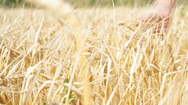 Женские руки бегают по пшеничному полю. Девушки прикасаются руками к пшеничным ушам. . — стоковое видео