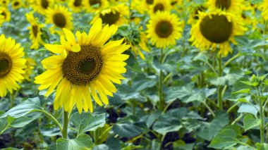 Sonsuz bir ayçiçeği alanlarla. Tarım alanı