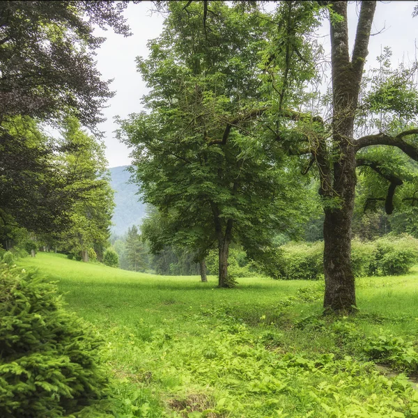 Prachtig zomers landschap met bomen en groen gras — Stockfoto