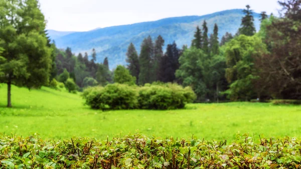 Mooie zomer achtergrond met een groene Haag. — Stockfoto