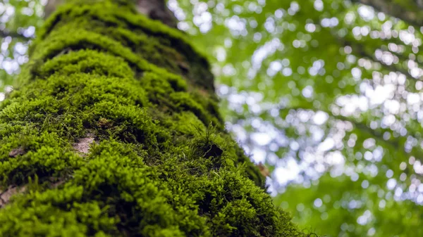 Corteza de árbol con musgo verde. Enfoque selectivo . — Foto de Stock
