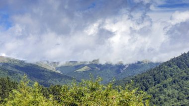 Ormanlı dağ yamacında alçak yerde bulut var. Her zaman yeşil olan kozalaklı ağaçlar manzaralı bir yerde gizleniyor.